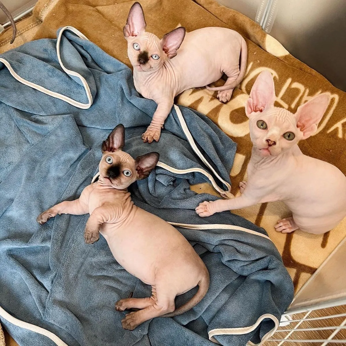 Adorable Sphynx kittens for adoption..
