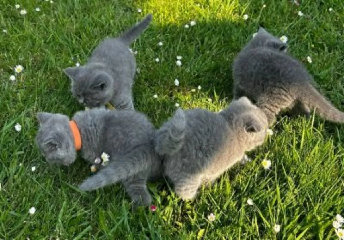 Beautiful chunky British shorthair kittens 🐈
