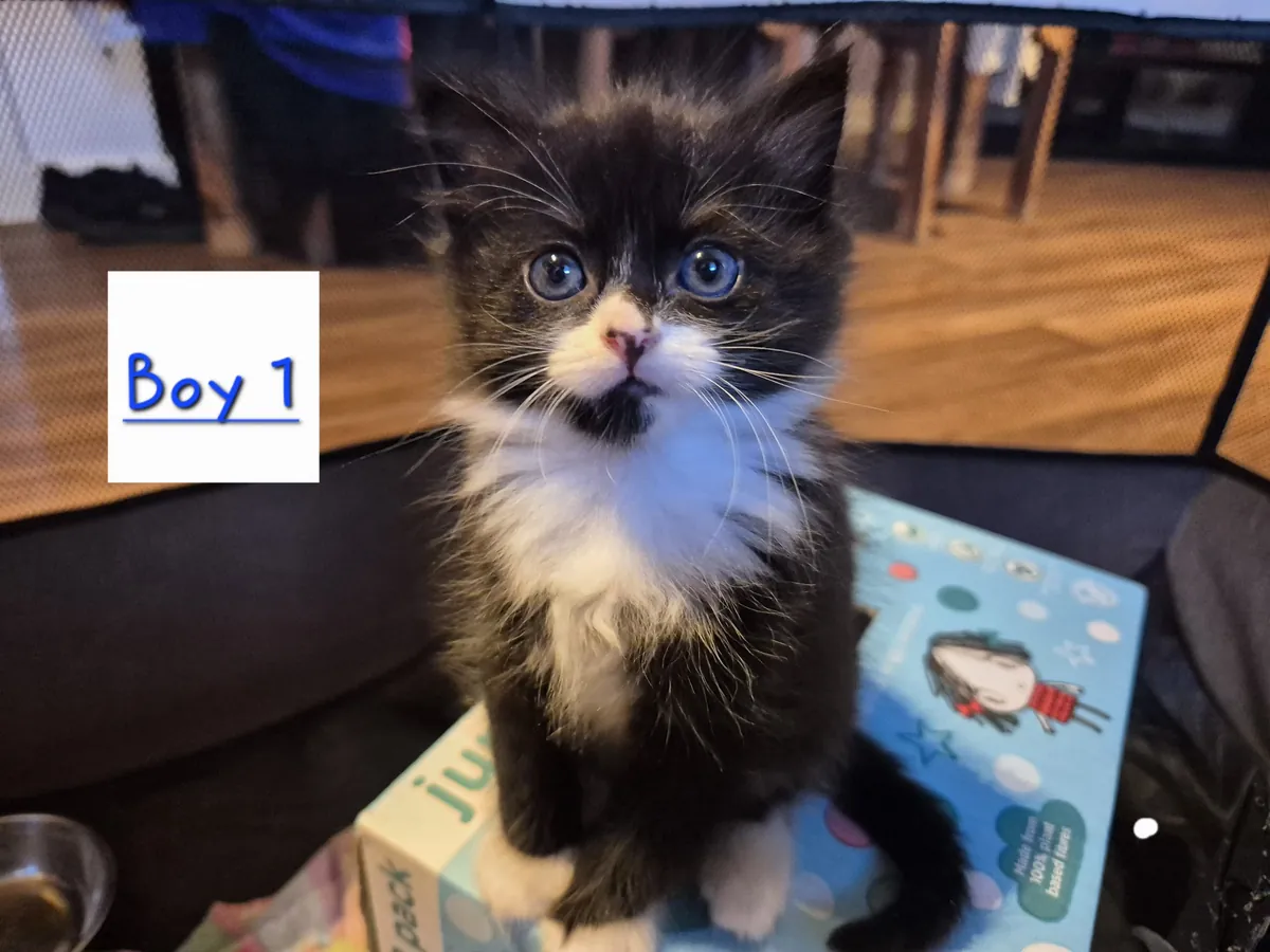 2 male and 3 female kittens available for adoption