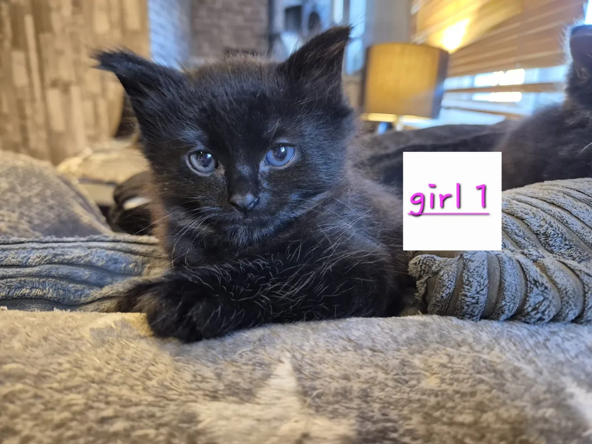 2 male and 3 female kittens available for adoption