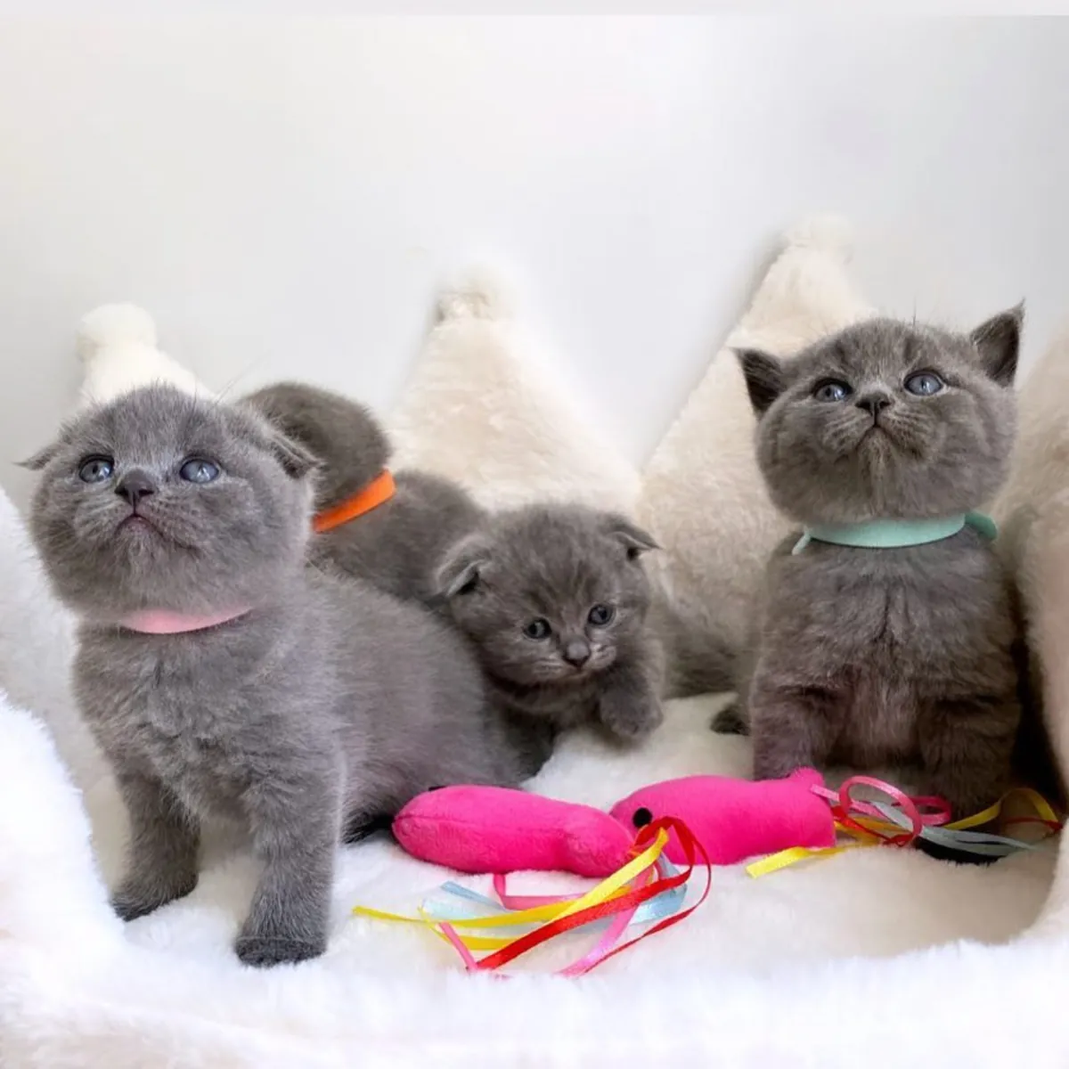 Adorables gatitos Scottish Fold Tica