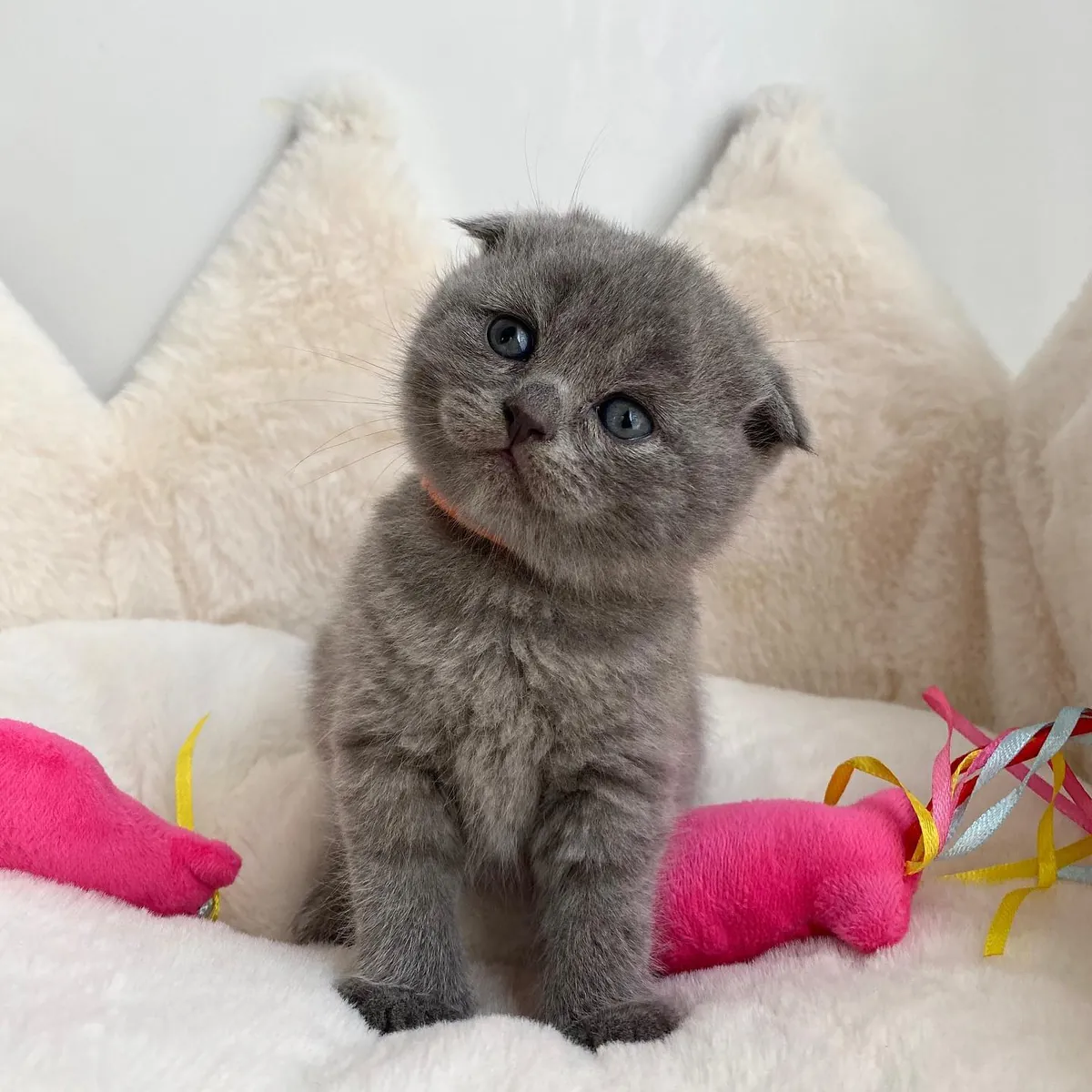 Adorables gatitos Scottish Fold Tica
