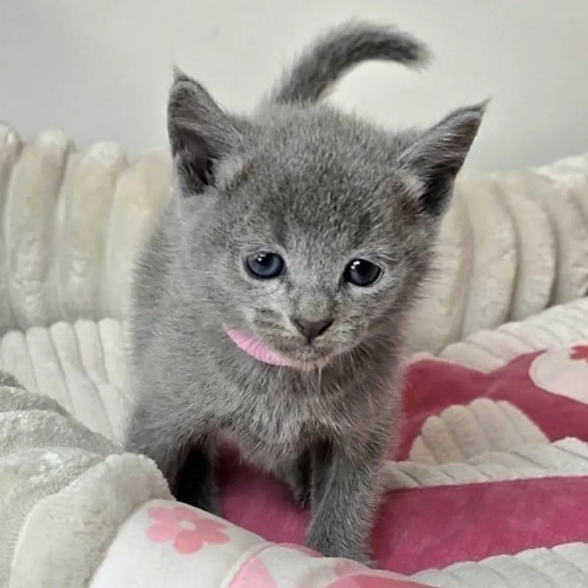 Gorgeous pedigree blue Russian kittens ready now