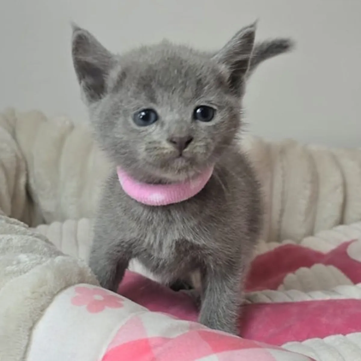 Gorgeous pedigree blue Russian kittens ready now