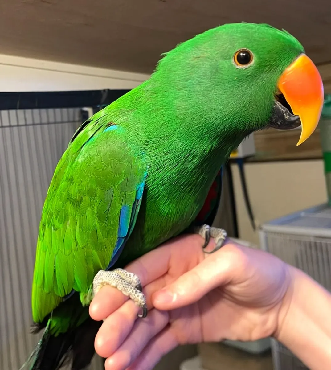 Perroquets Eclectus gratuits