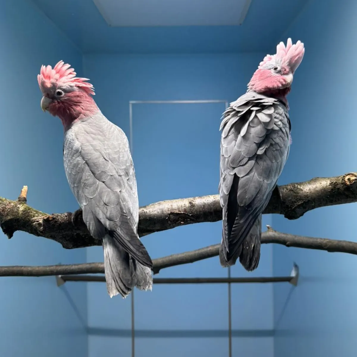 Cacatúas Galah