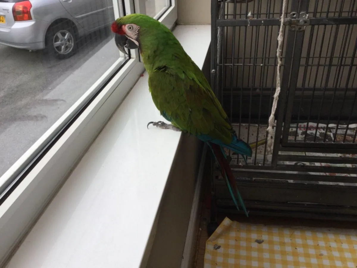 Guacamayos Ala Verde