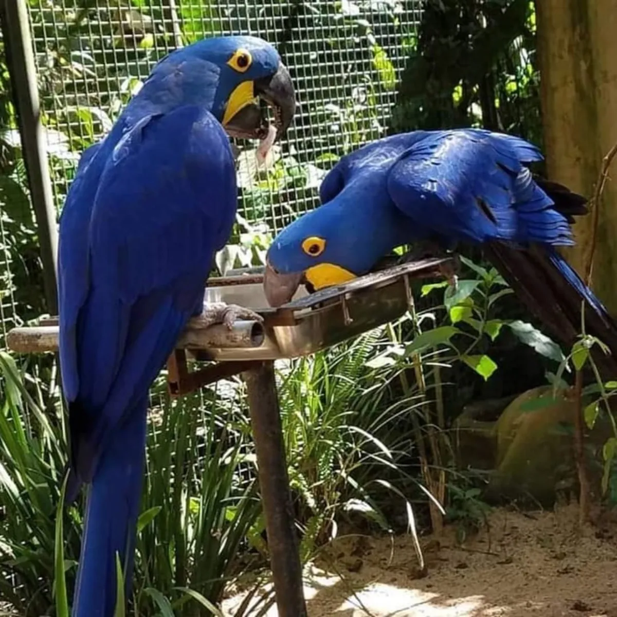 Guacamayos Jacinto
