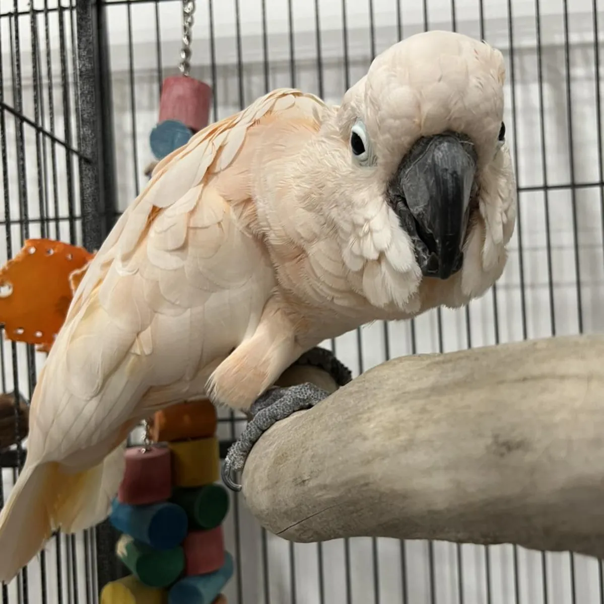 Cacatúas Moluqueñas