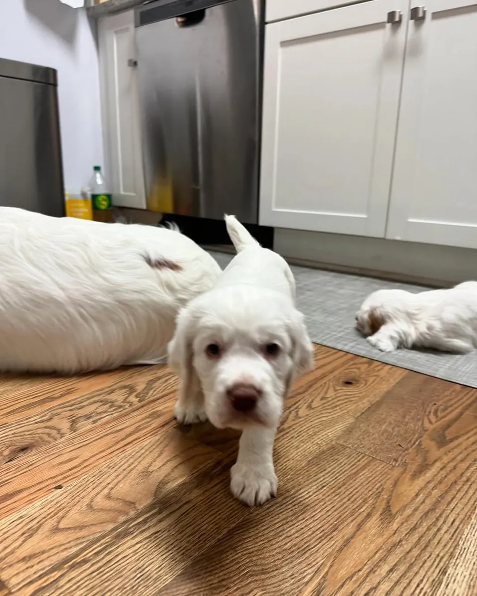 Chiots Clumber Spaniel Bien Éduqués Disponibles Pour De Nouveaux Foyers Pour Toujours.