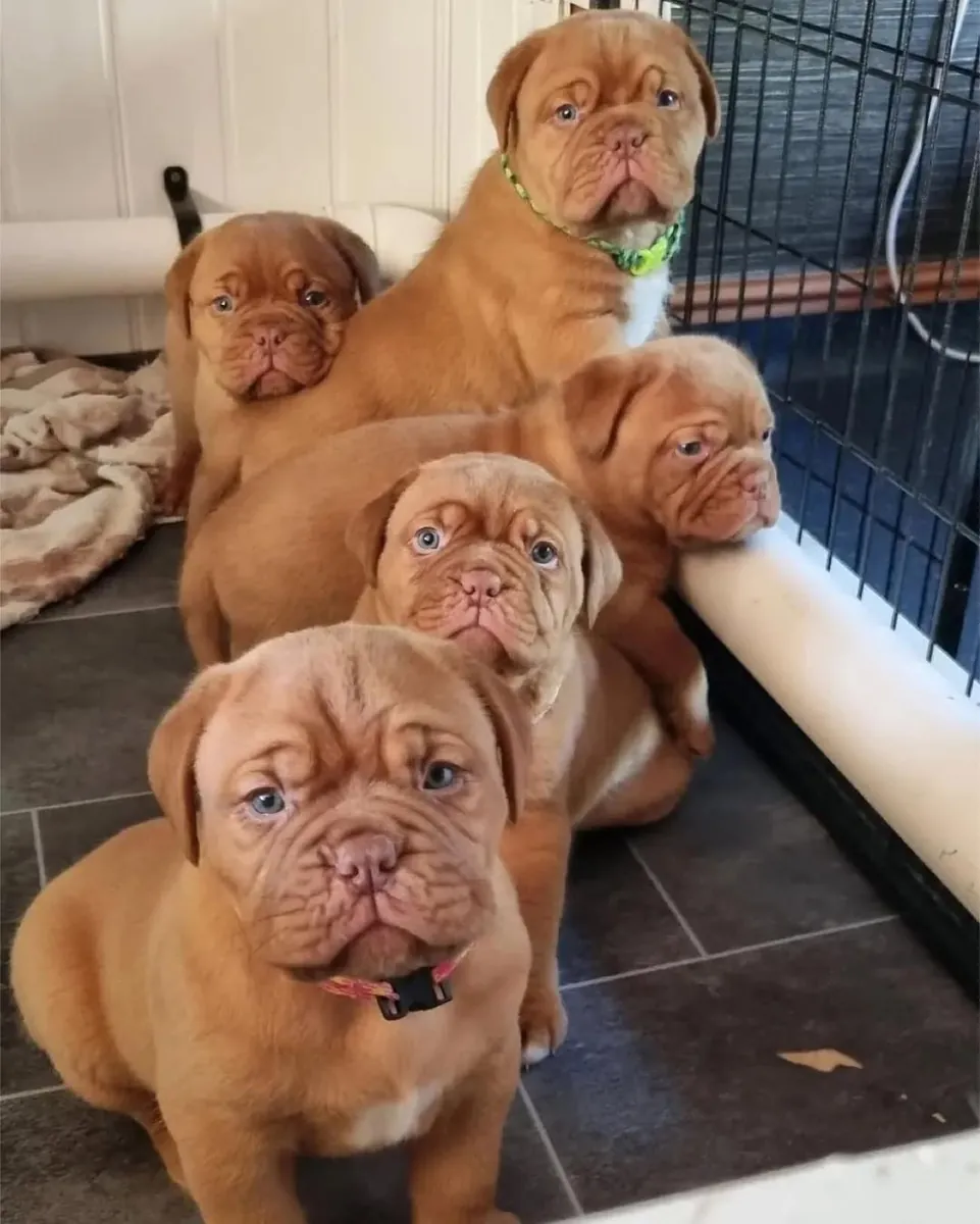 Cachorros de Dogue de Bordeaux adorables disponibles para la venta.