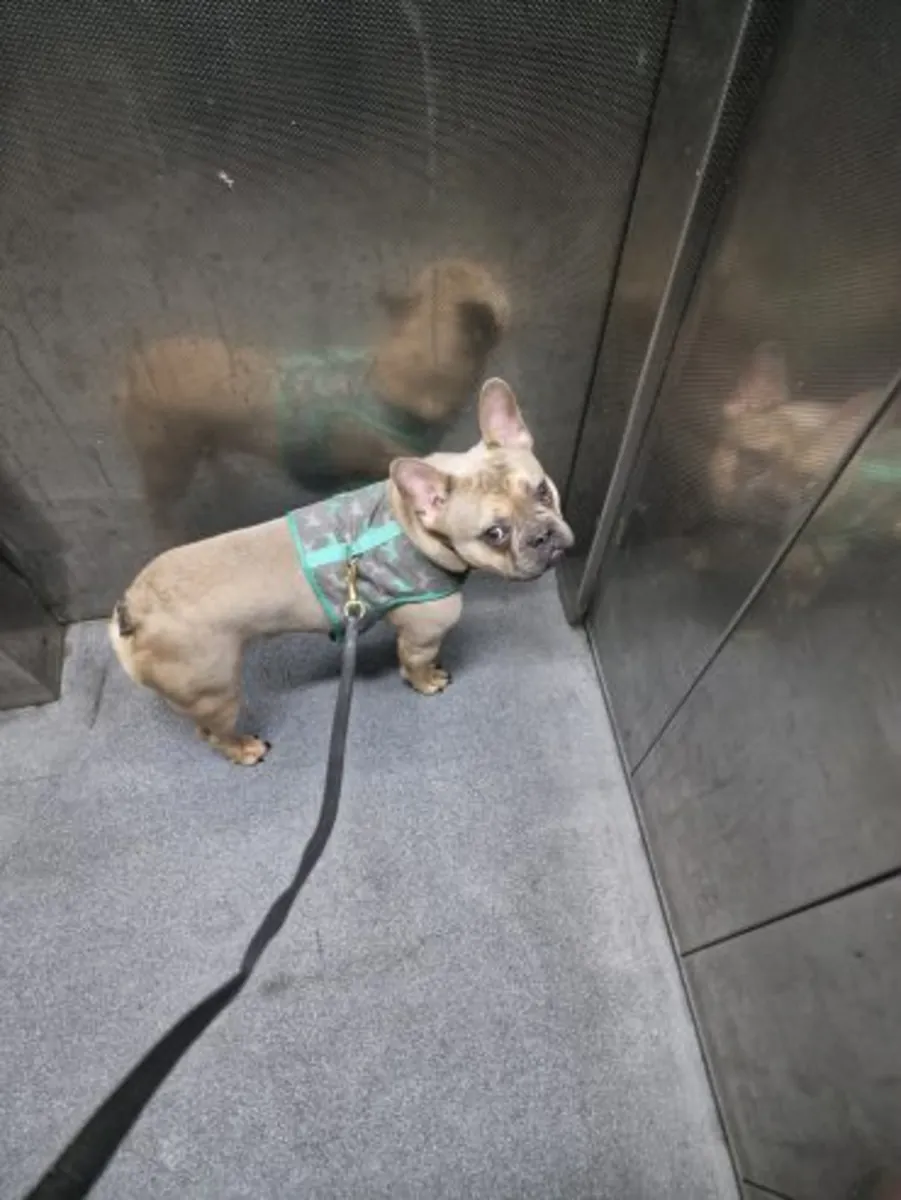 Freindly French Bulldog ready for adoption