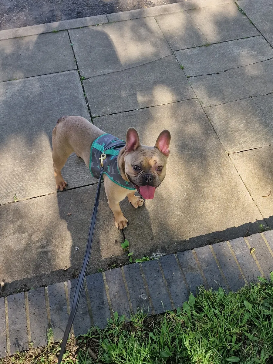 Freindly French Bulldog ready for adoption