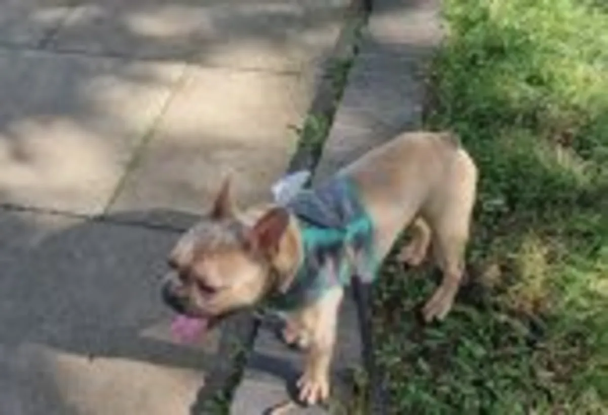 Freindly French Bulldog ready for adoption