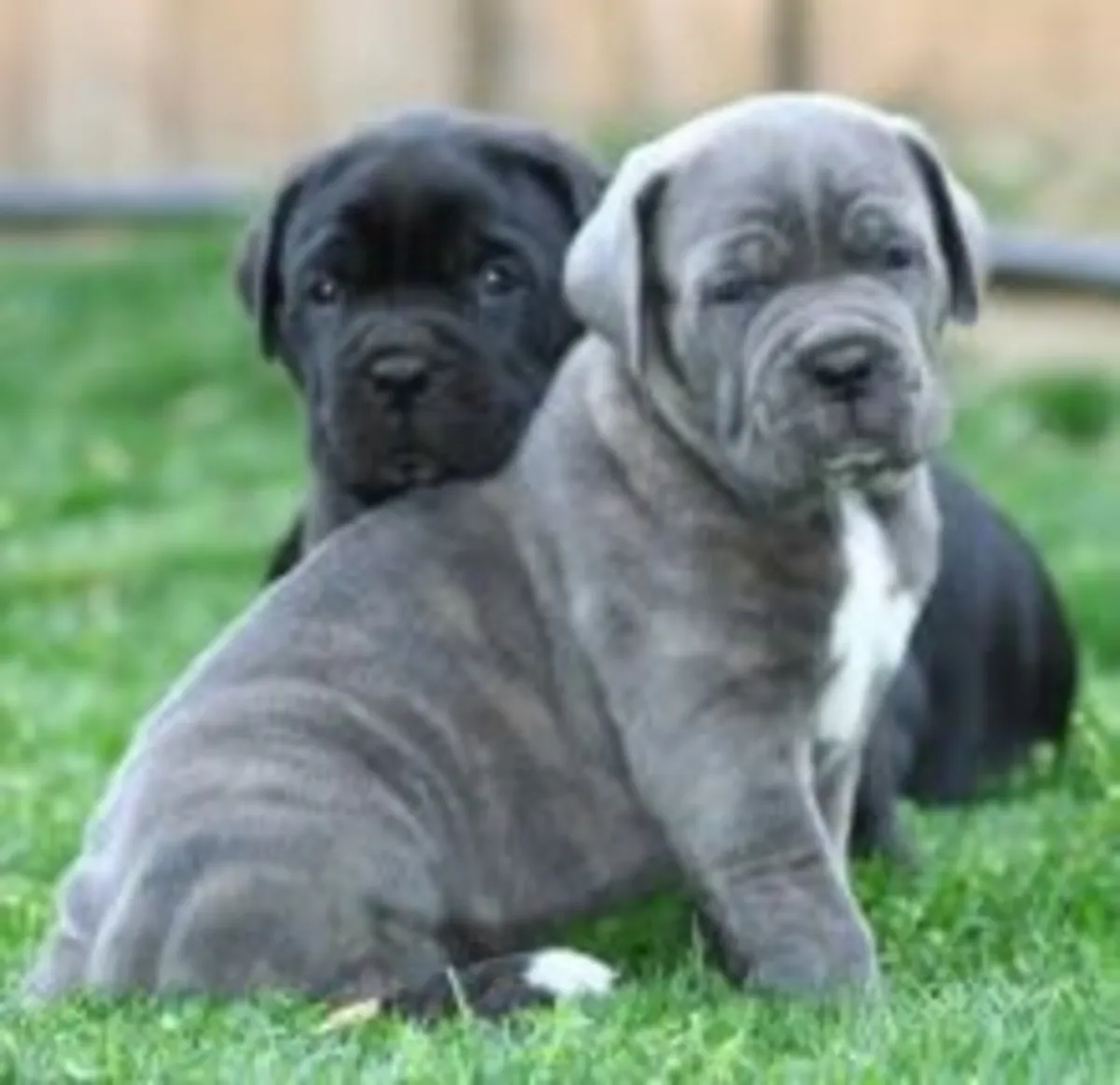 Chiots Cane Corso à vendre