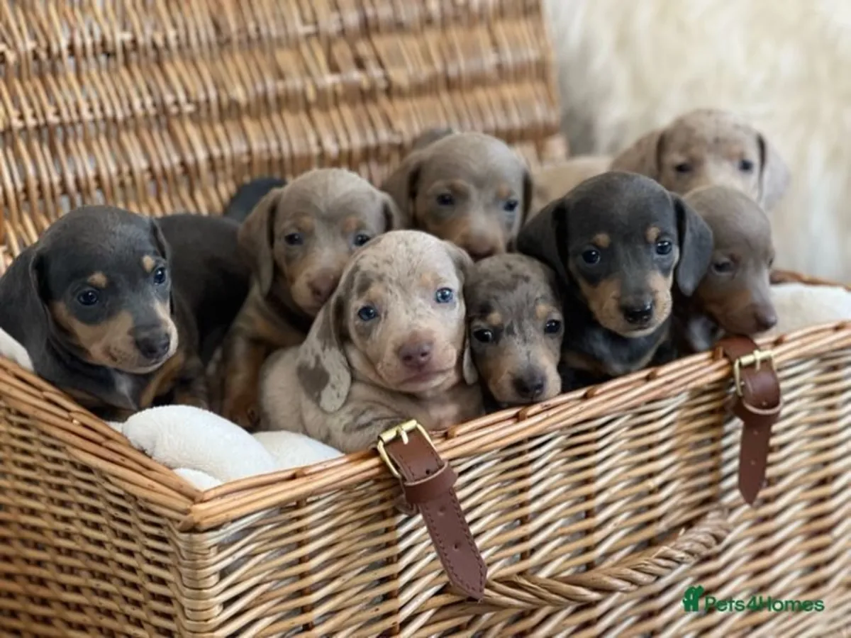 Mini Dachshund yavruları