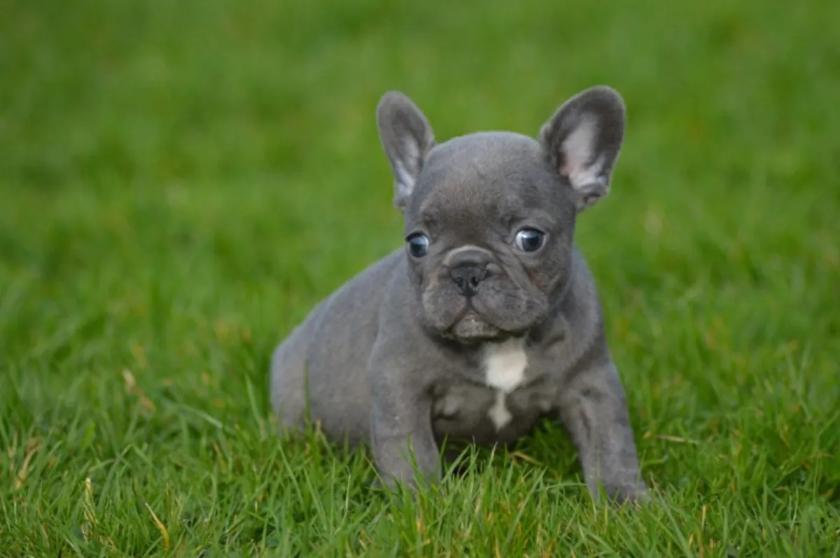 kaliteli AKC kayıtlı mavi Fransız bulldog yavruları