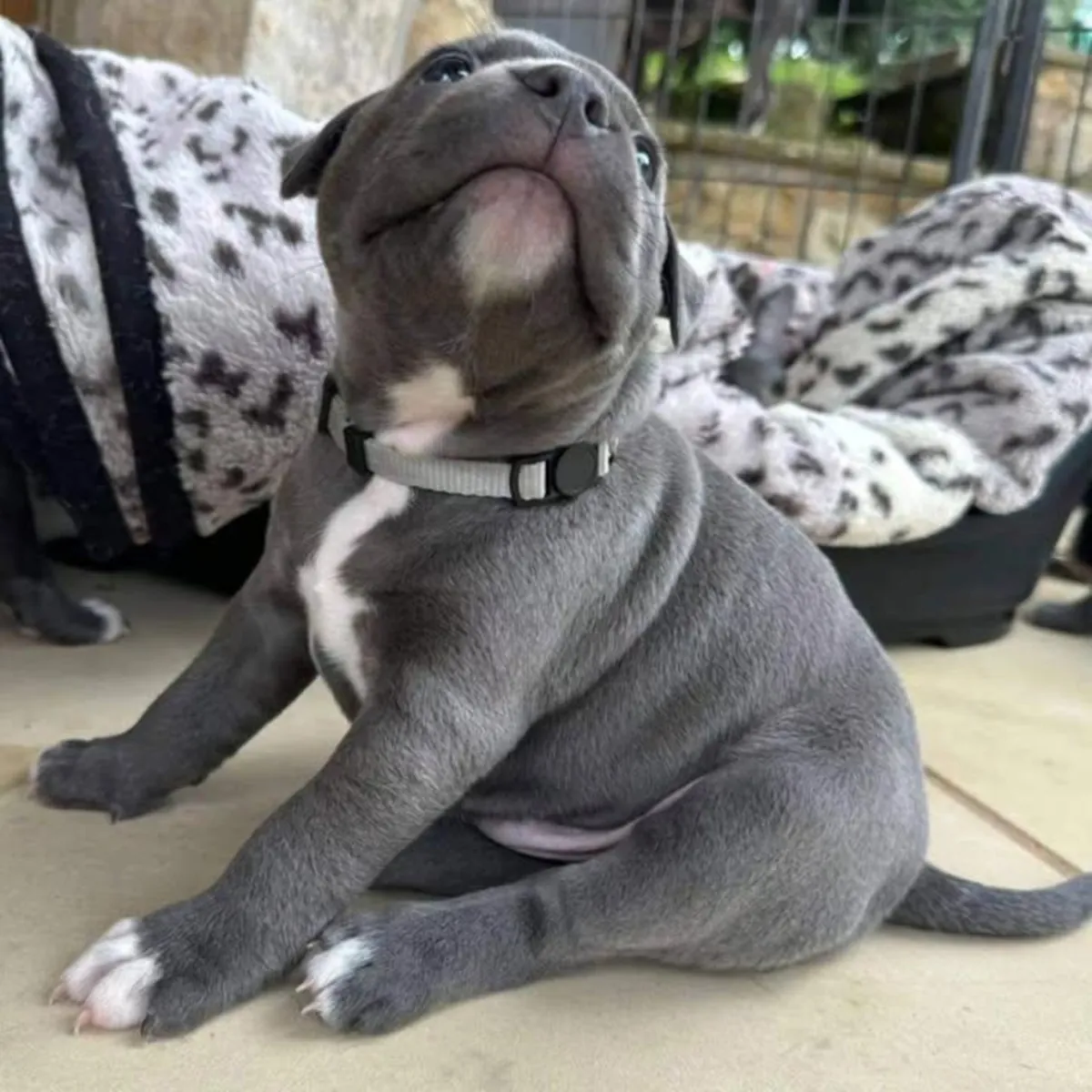 Adorables chiots Boxer prêts à rencontrer leur nouvelle famille ***