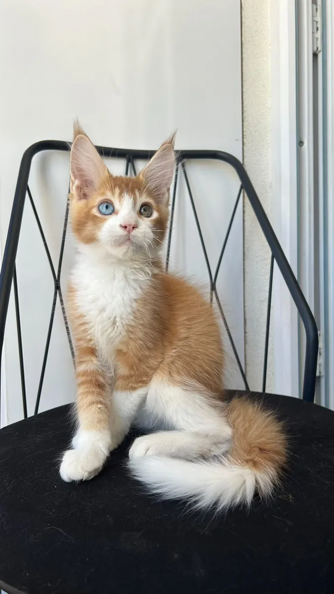 Chiot Maine Coon aux yeux colorés Isadore