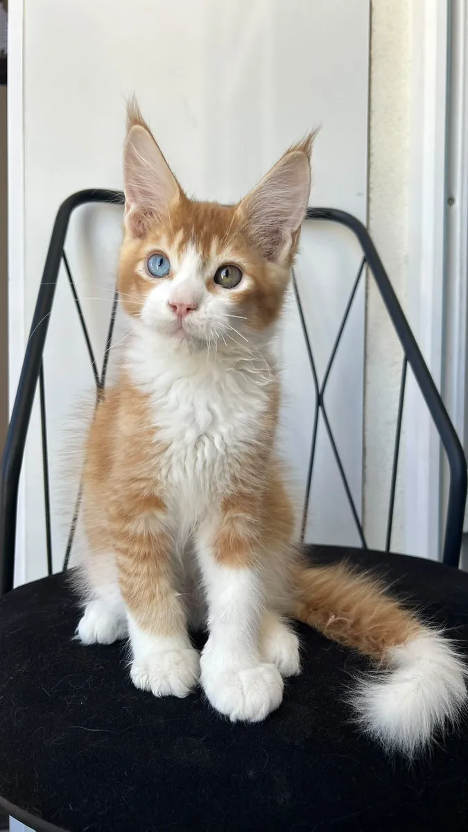 Chiot Maine Coon aux yeux colorés Isadore
