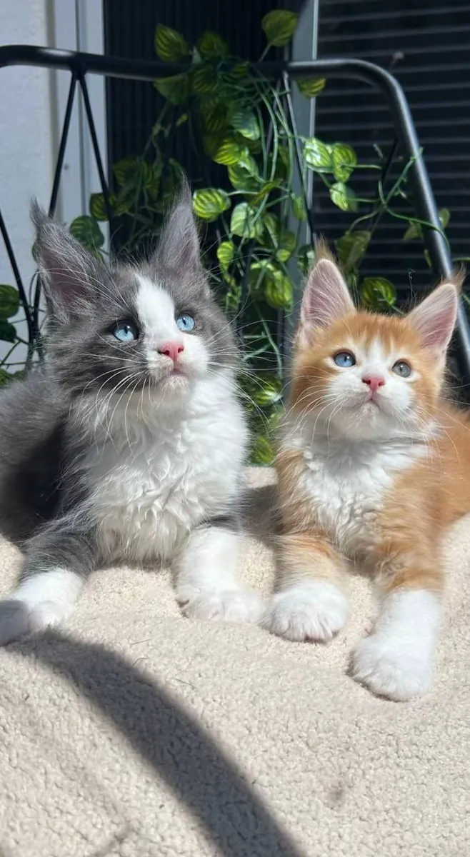 Chiot Maine Coon aux yeux colorés Isadore