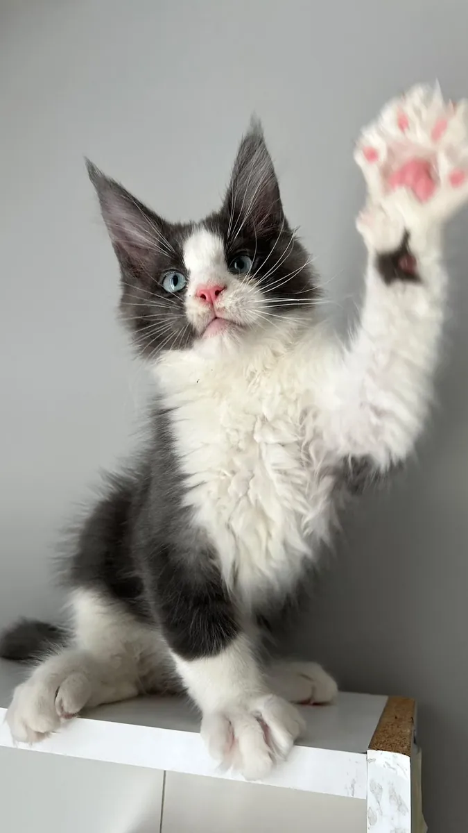 Maine Coon Hiro aux yeux bleus