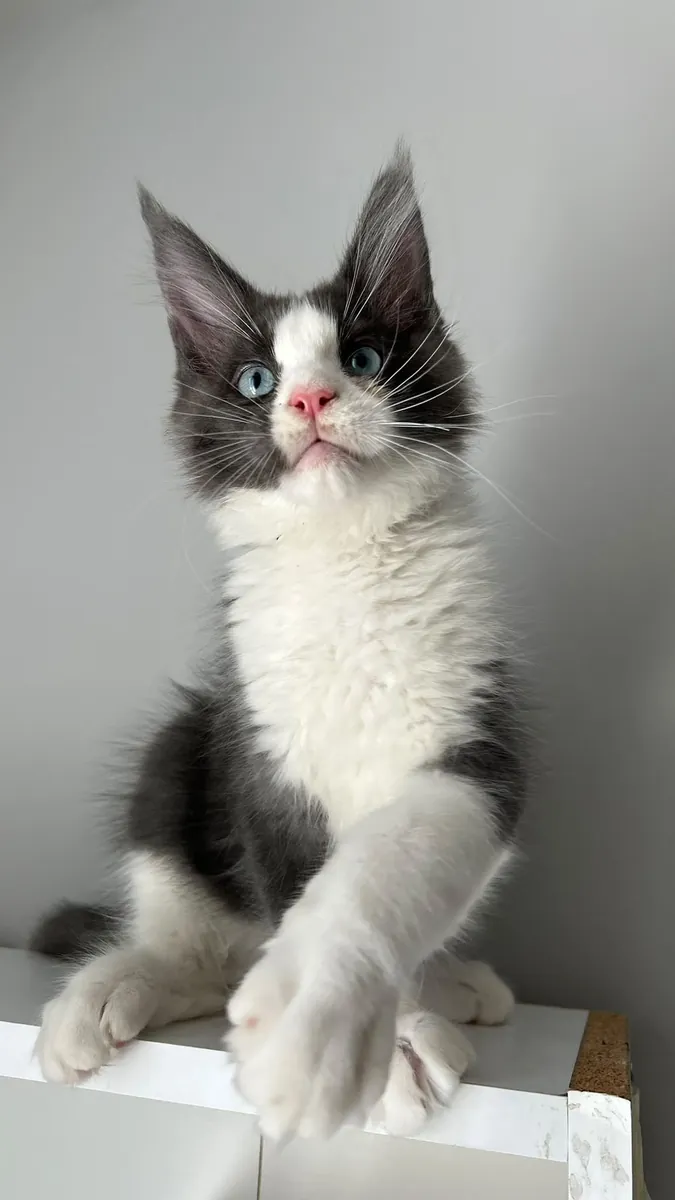 Maine Coon Hiro aux yeux bleus