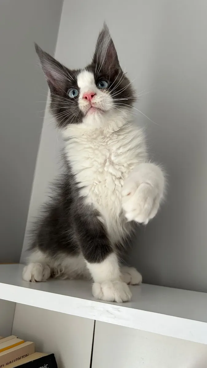 Maine Coon Hiro aux yeux bleus