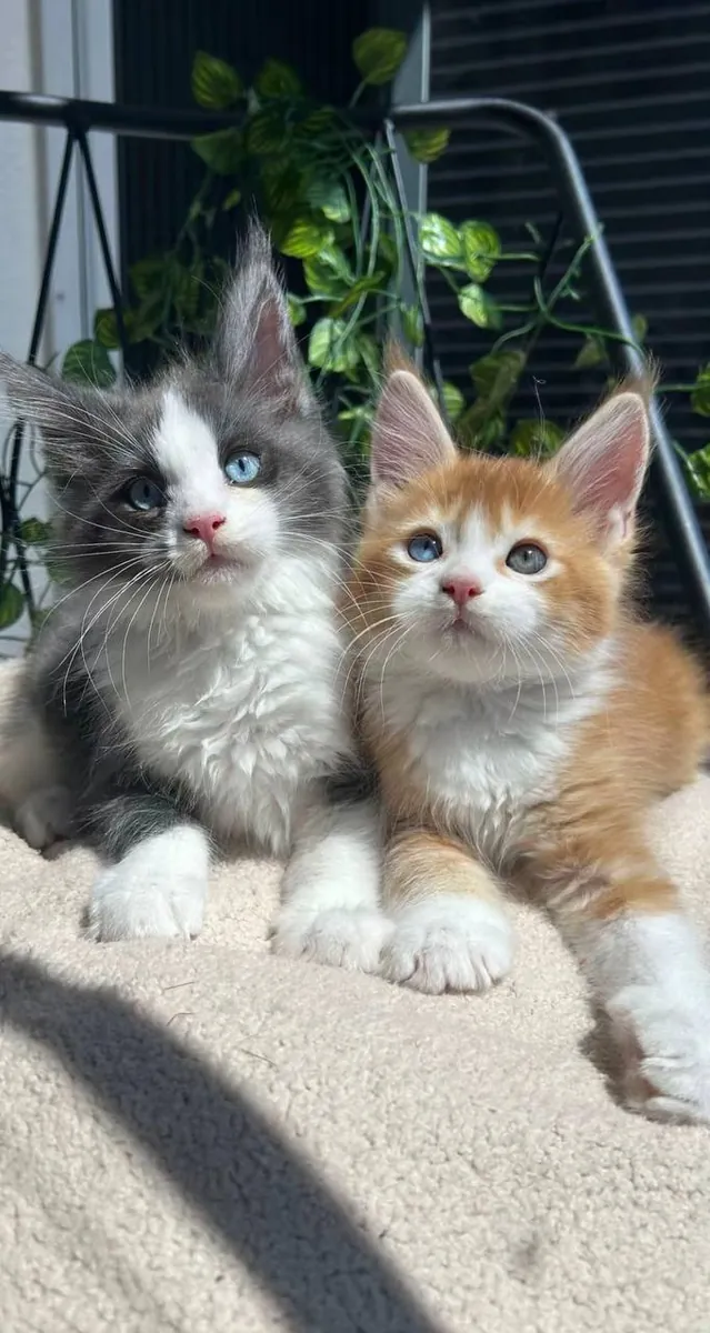Maine Coon Hiro aux yeux bleus