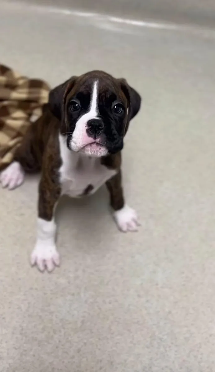 Dulces Cachorros Boxer Listos para Conocer a su Nueva Familia 711216370