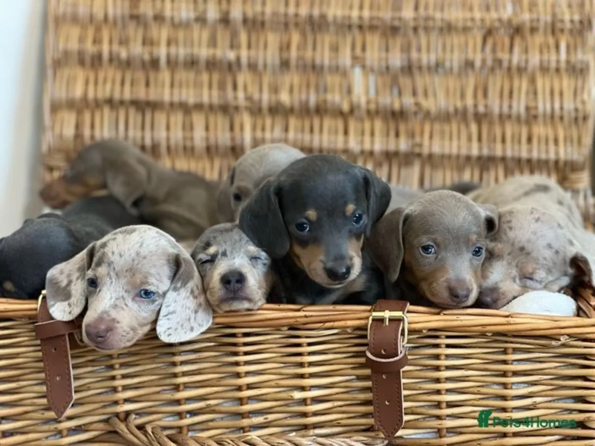 Mini Dachshund yavruları