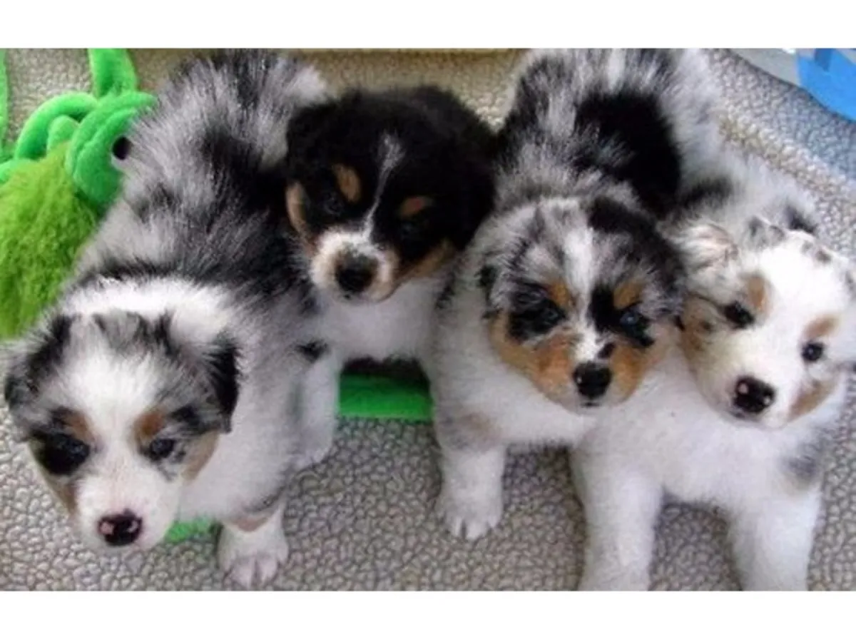 Australian shepherd pups