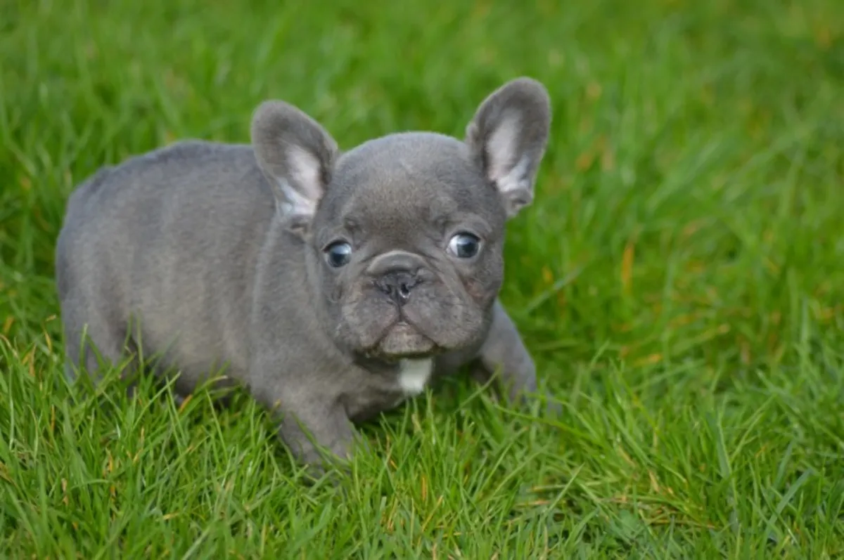 优质AKC注册蓝色法国斗牛犬幼犬