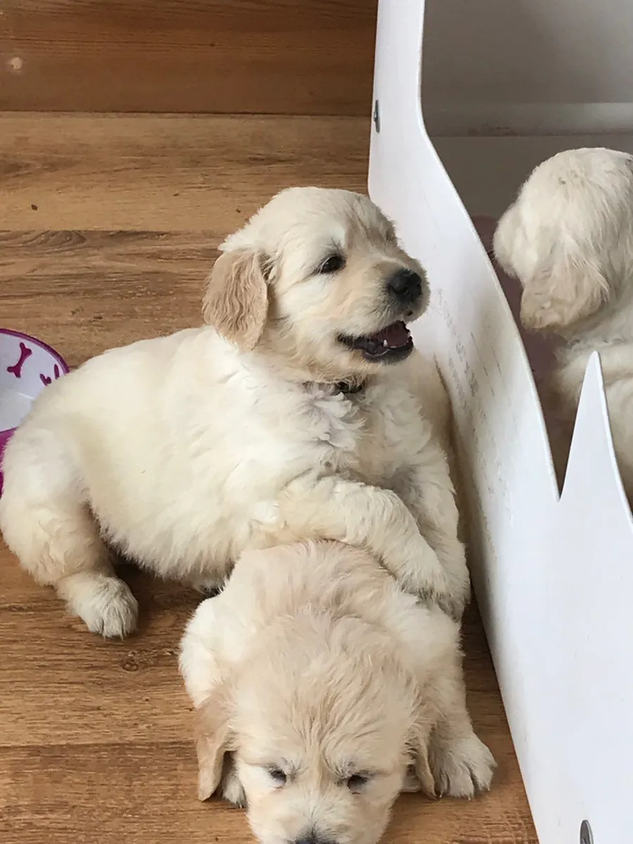 Adorable Golden Retriever Puppy For Adoption