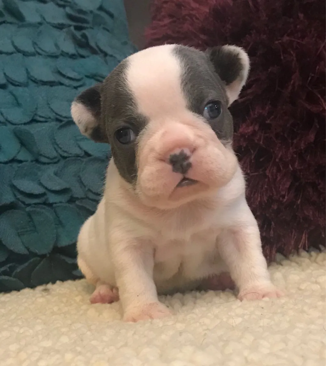 quality Akc registered blue French bulldog puppies