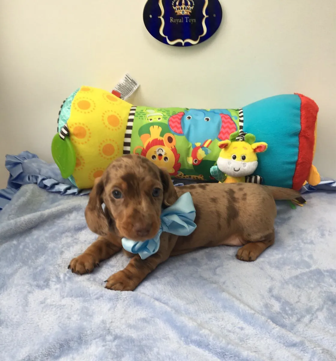 Mini Dachshund yavruları