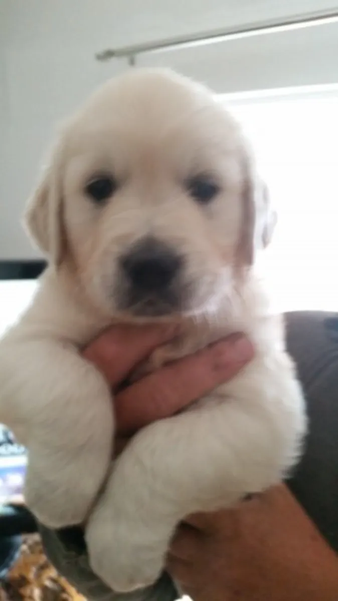 Adorable chiot Golden Retriever à adopter