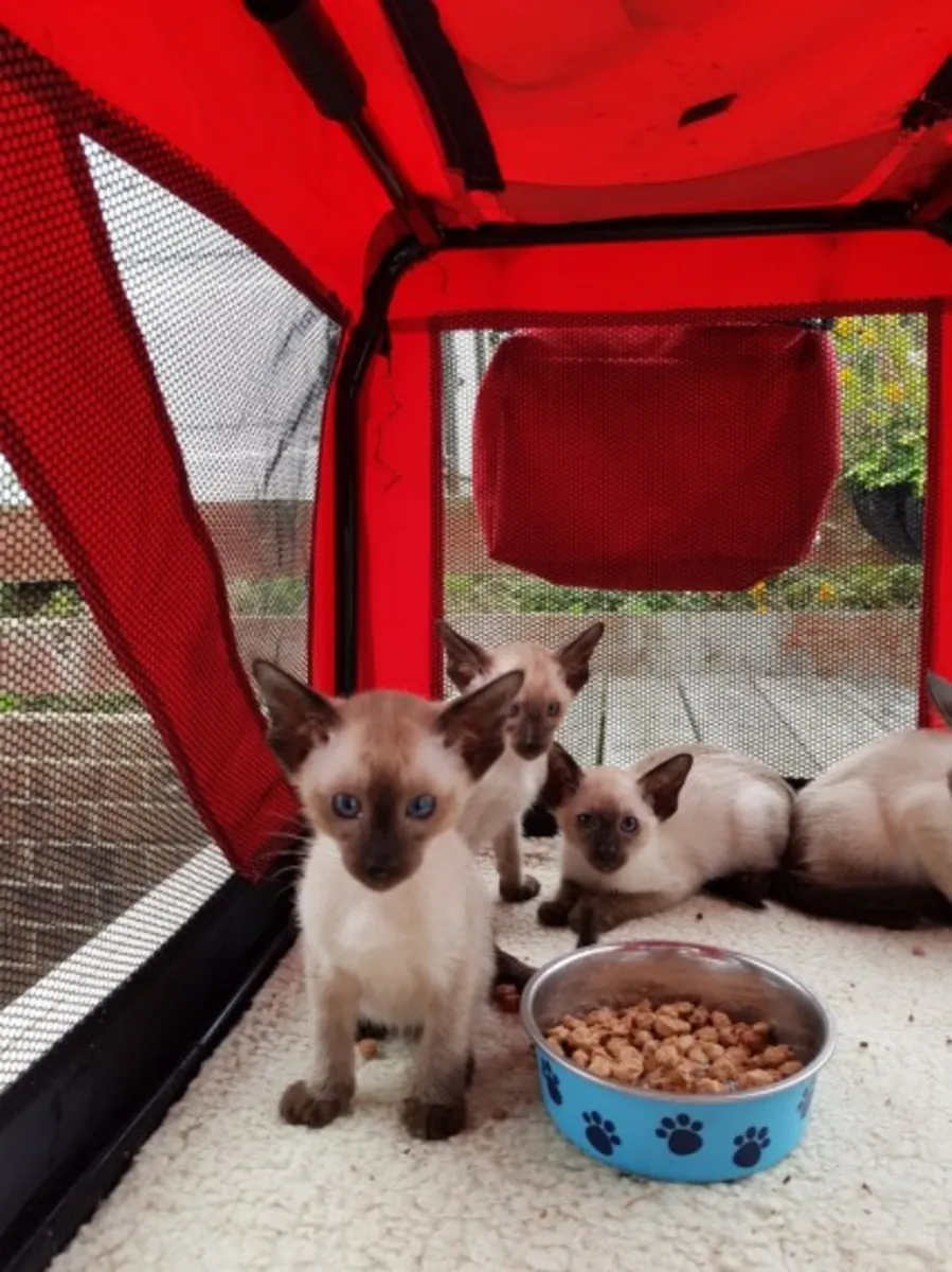 Siamese Kittens
