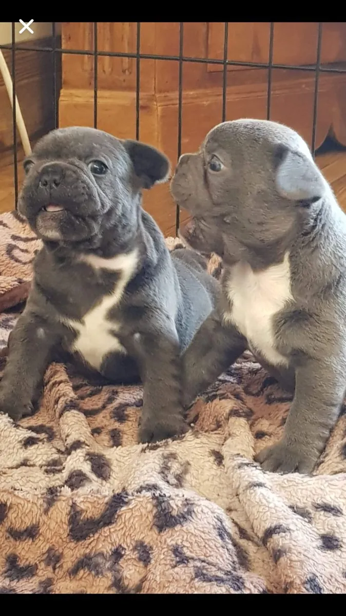 quality Akc registered blue French bulldog puppies