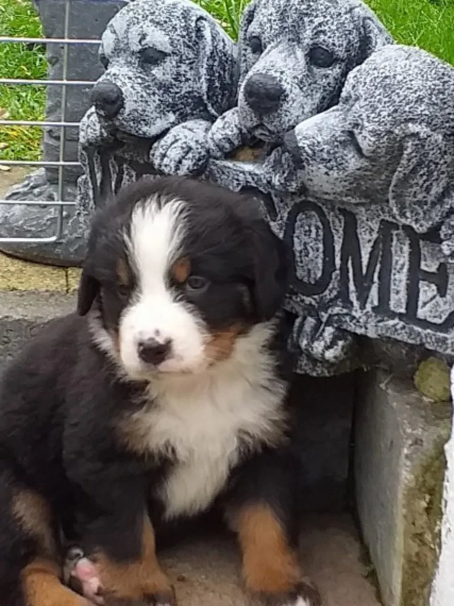 male and female Bernese Mountain pups
