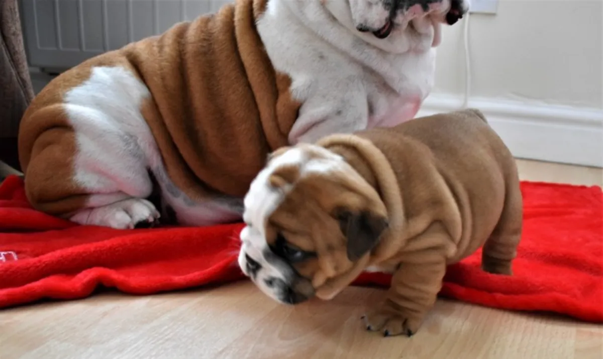 stunning litter Huu clear quality bulldog puppies