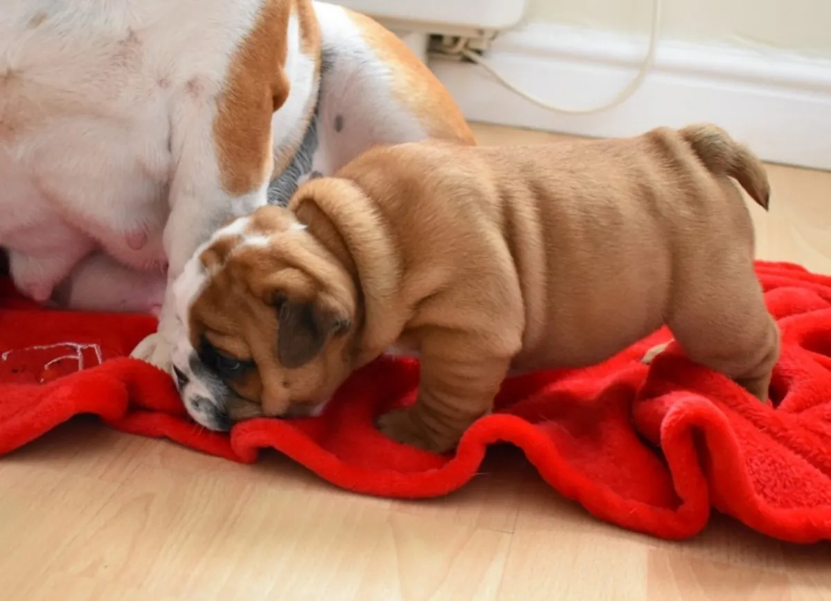 stunning litter Huu clear quality bulldog puppies