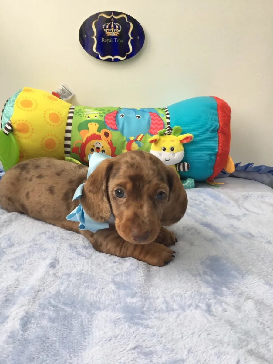 Chiots Mini Dachshunds