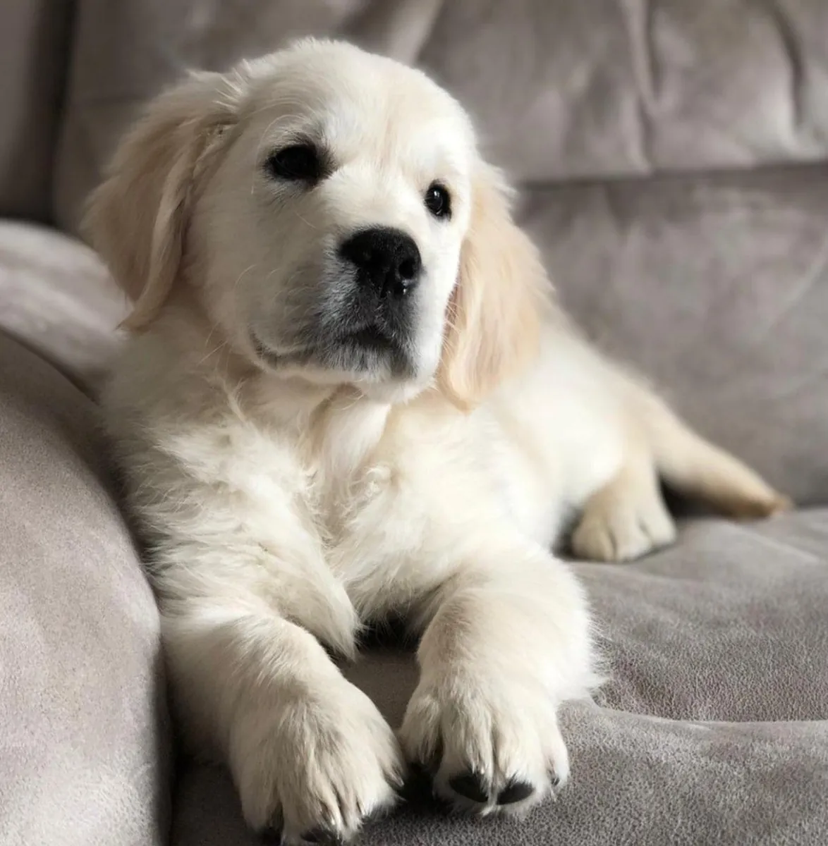 Adorable chiot Golden Retriever à adopter
