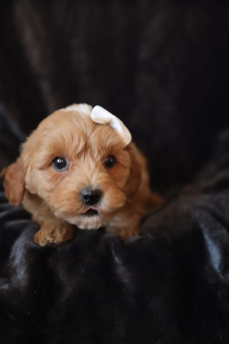 F1b Mikro Mini Goldendoodle'lar