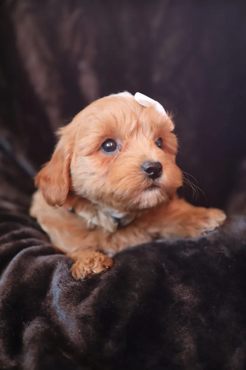 F1b Mikro Mini Goldendoodle'lar