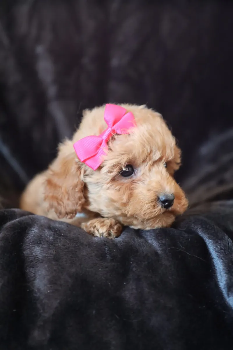 F1b Mikro Mini Goldendoodle'lar