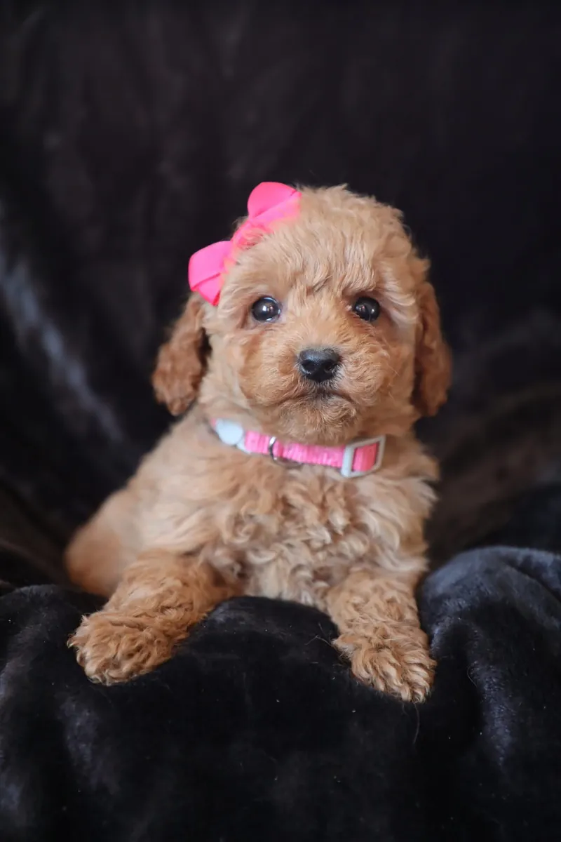 F1b Mikro Mini Goldendoodle'lar