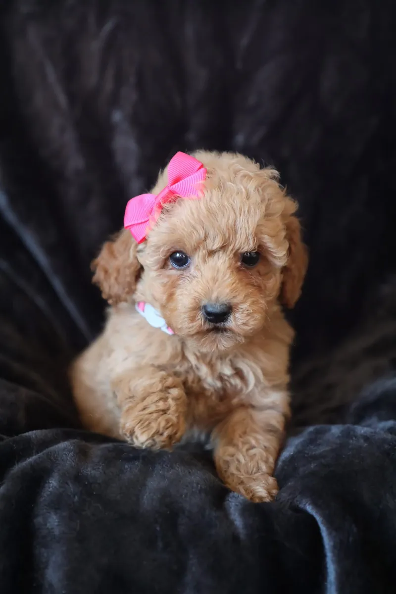 F1b Mikro Mini Goldendoodle'lar