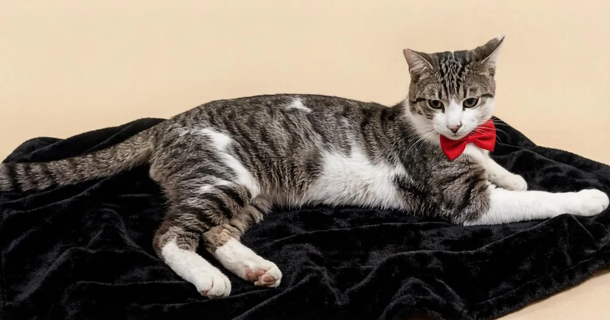 Gentle and affectionate kitty